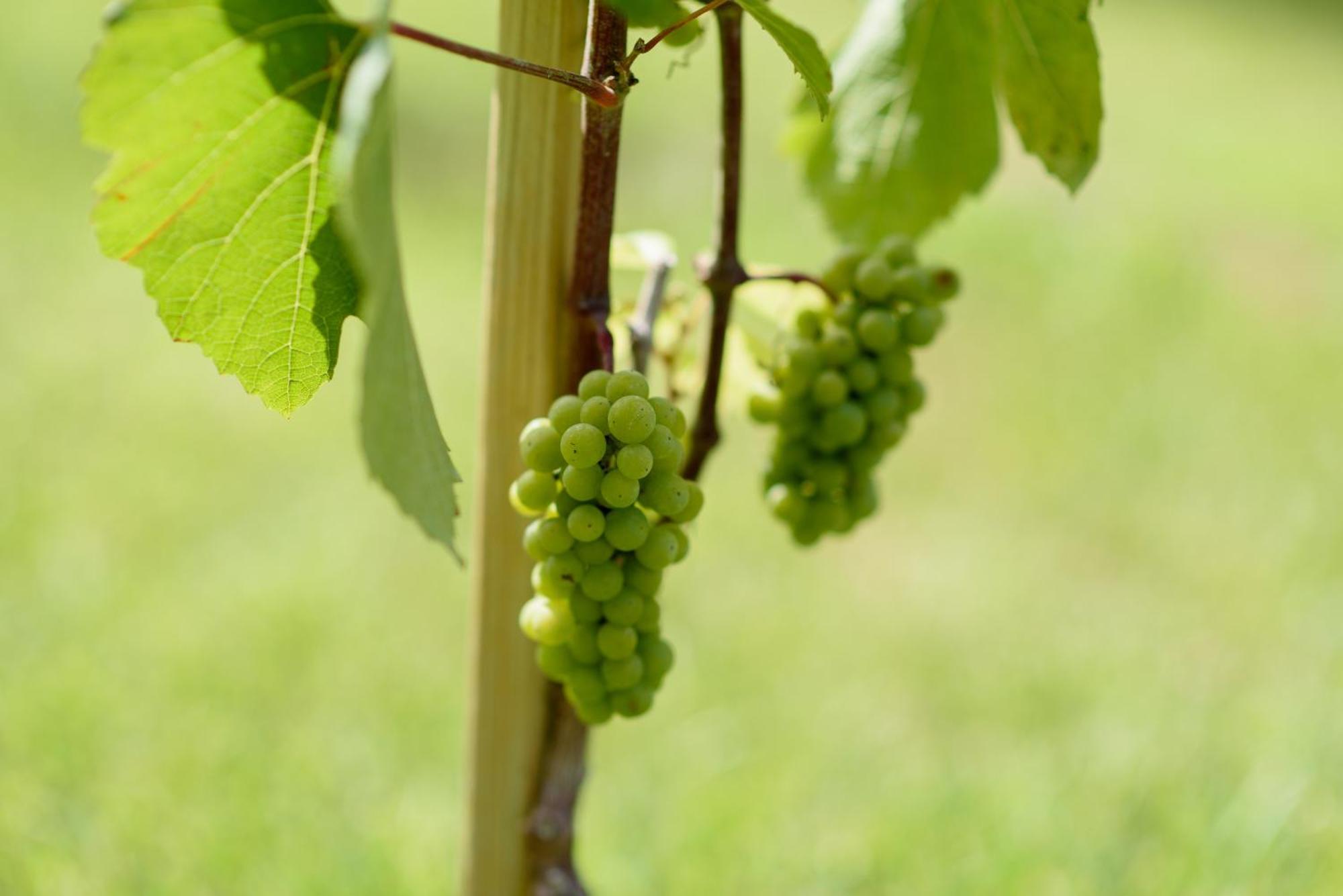Leone De Castris Wine 3*